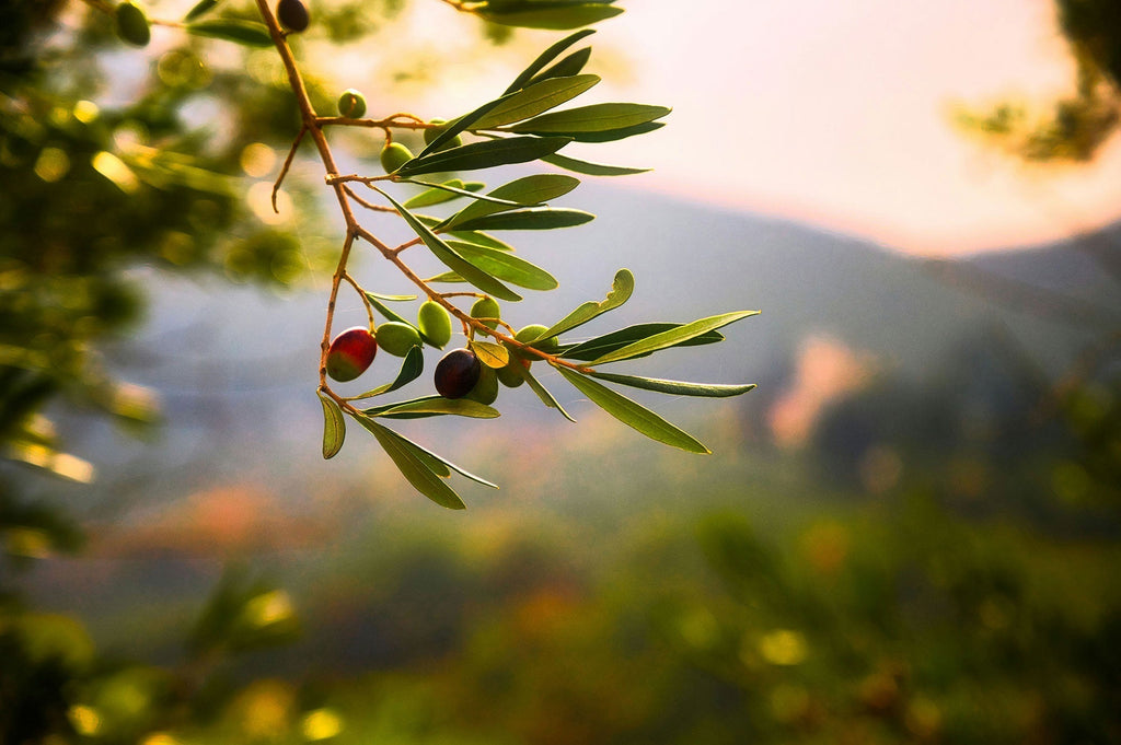 The Nutrient Powerhouse: Exploring the Health Benefits of Extra Virgin Olive Oil