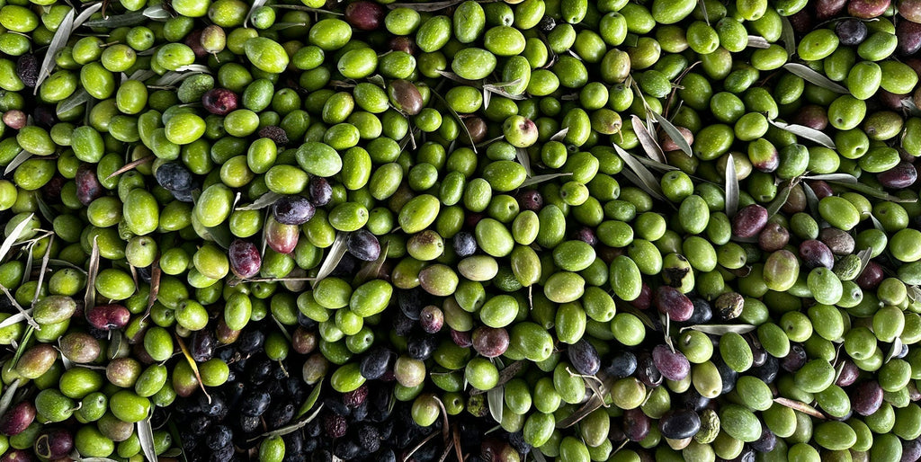 The Power of Polyphenols: Nature’s Ultimate Health Boosters