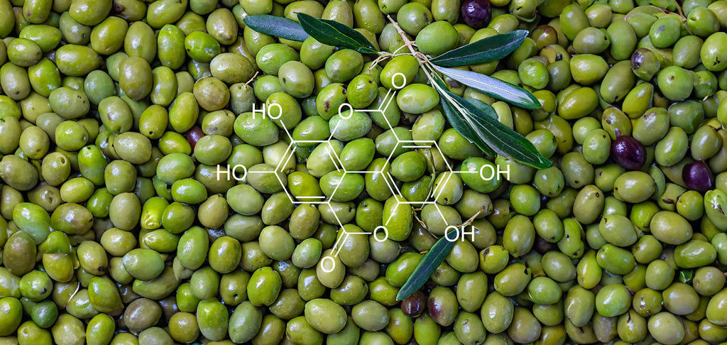 Exceptional Polyphenol Levels in This Year's Extra Virgin Olive Oil: A Harvest to Celebrate